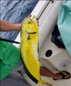 Mahi Mahi In Port Aransas